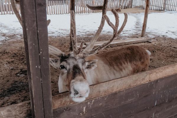 Экскурсия в питомник хаски и северных оленей в селе Камлак