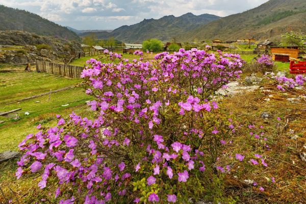 Весенний тур на Алтай на цветение маральника на 5 дней
