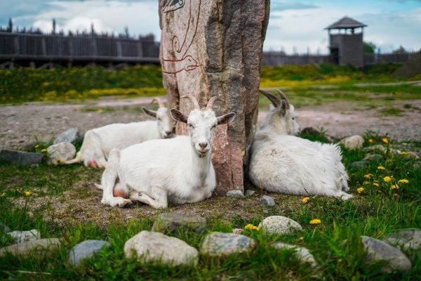 Экскурсия в исторический парк «Бастіонъ» в Сортавале