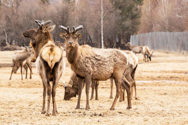 Вип-тур в Тыву на 5 дней: Долина Царей, шаманы и вертолет