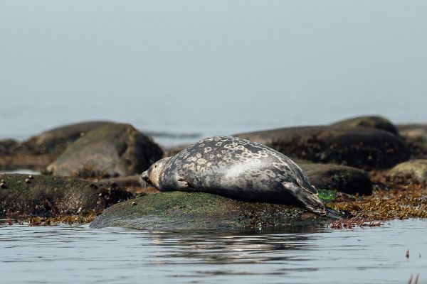 Тур к китам бухты Врангеля на 9 дней из Хабаровска