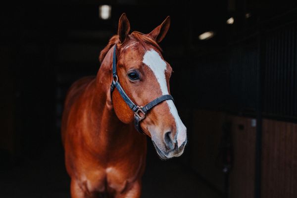 Конный тур в КЧР: 3 дня в ущелье Мара с отдыхом в отеле Aydin El