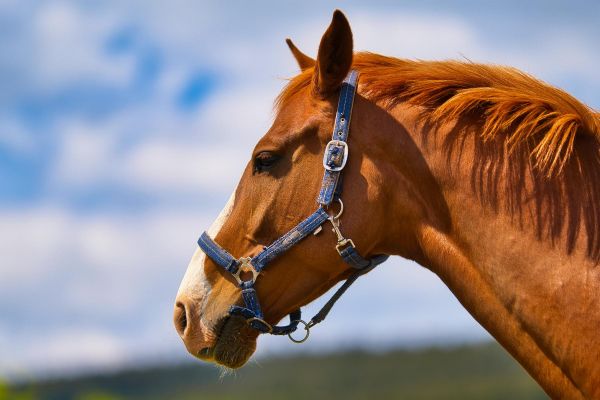 Конный тур в Карачаево-Черкесии: 6 дней в горах с инструкторами