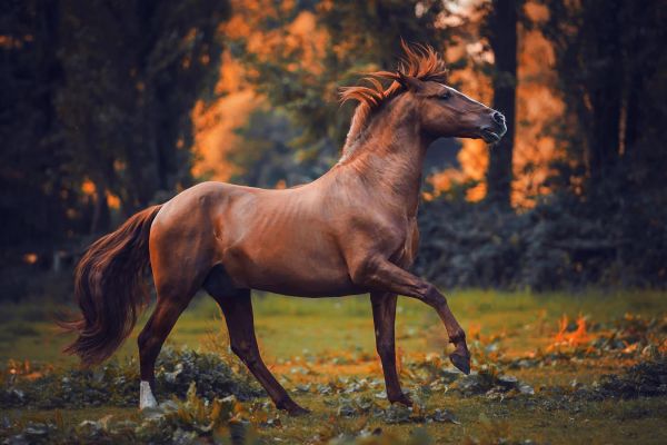 Фотосессия с лошадьми на конезаводе «Медведки»