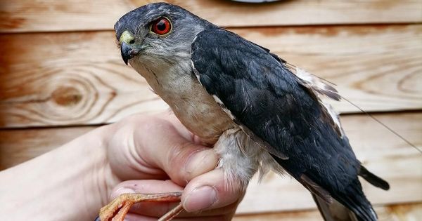 Экскурсия на станцию кольцевания птиц «Байкальская»