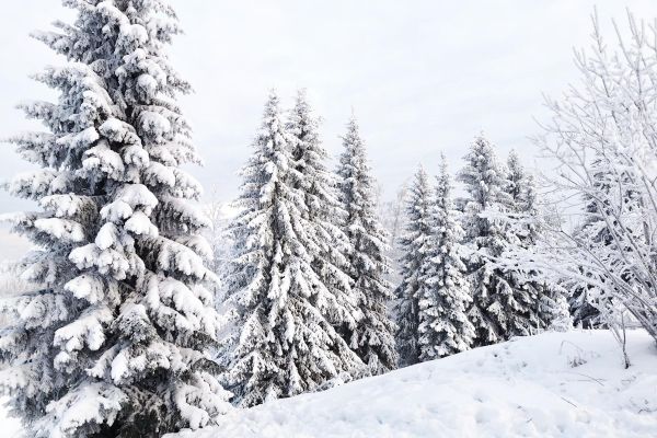 Тур в Кенозерье на 5 дней с экскурсиями и лыжными походами