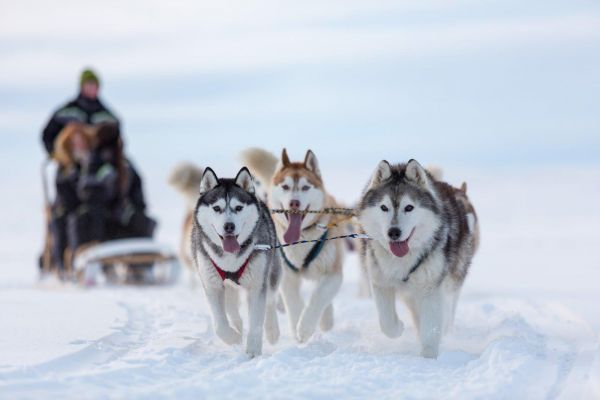 Катание на хаски в Нижнем Новгороде