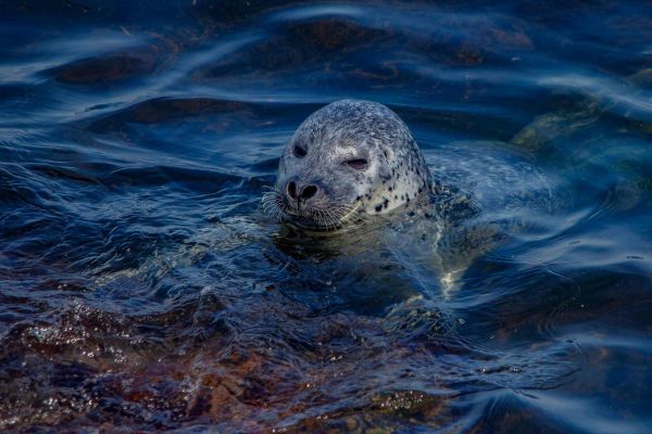 Тур в Хабаровский край на 7 дней: тюлени, шаманы, рыбалка