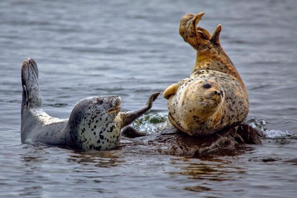 Тур в Хабаровский край на 7 дней: тюлени, шаманы, рыбалка