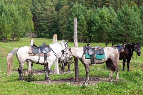 Конные экскурсии в окрестностях села Чемал