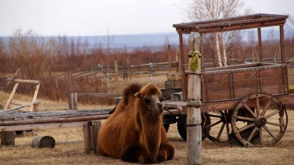 Экскурсия в этнокомплекс «Степной кочевник»  в Ацагате