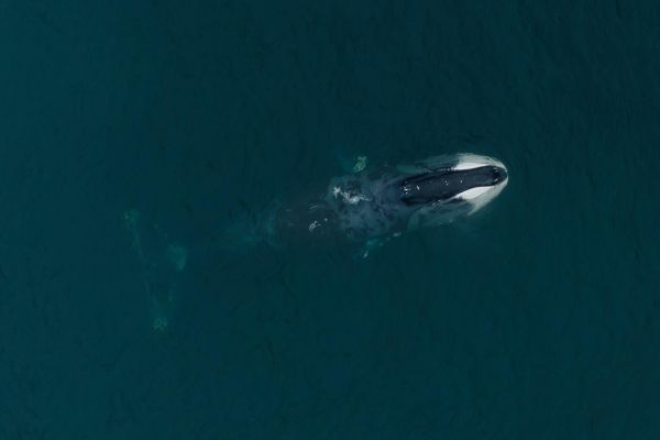 Тур к китам бухты Врангеля на 9 дней из Хабаровска