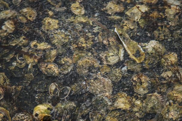 Тур на Сахалин: Бухта Тихая, мыс Великан и устрицы озера Буссе