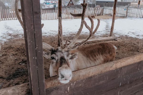 Посещение питомника хаски и северных оленей «Сибирская легенда»