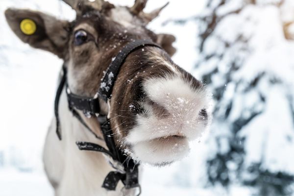 Мурманск, Кировск, Териберка, Абрам-мыс: зимний тур на 4 дня