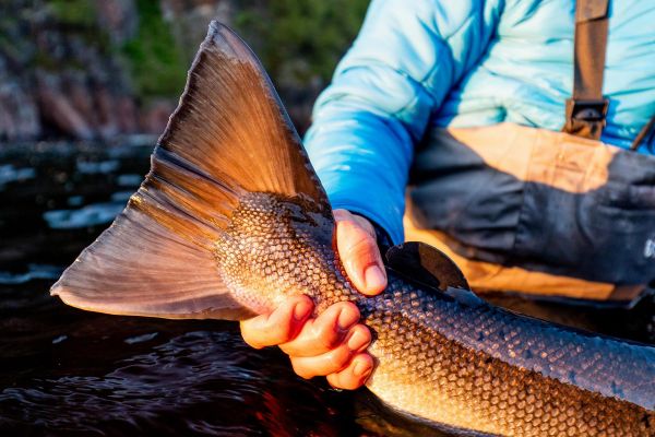 Рыболовный VIP-тур на реку Лумбовка на Кольском полуострове