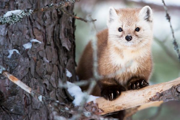 Тур в заповедник Басеги на 2 дня с подъемом на вершину Северный Басег