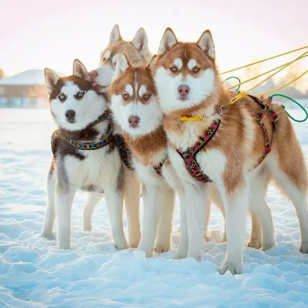 Катание на хаски в Нижнем Новгороде